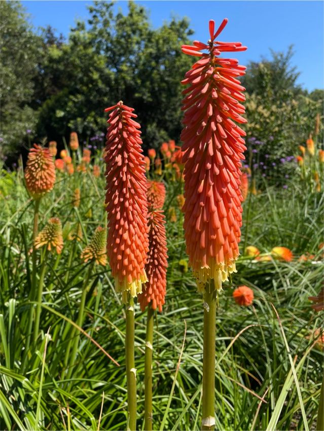 Fackellilie Kniphofia royal standard