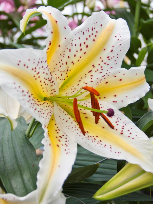 Lilien Auratum