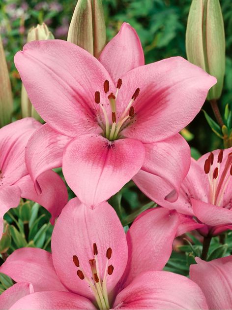 Lilien Brindisi