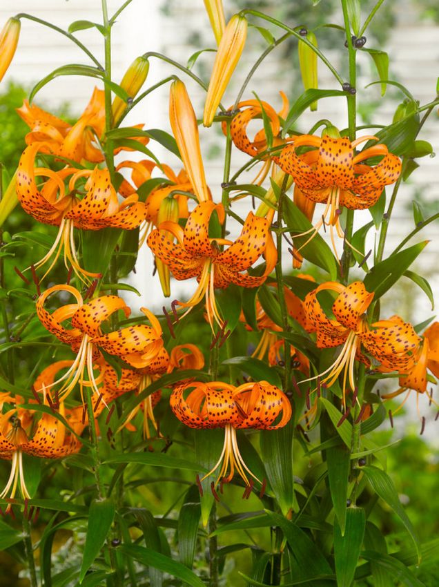 Lilium 'Orange Tiger' - Lilie