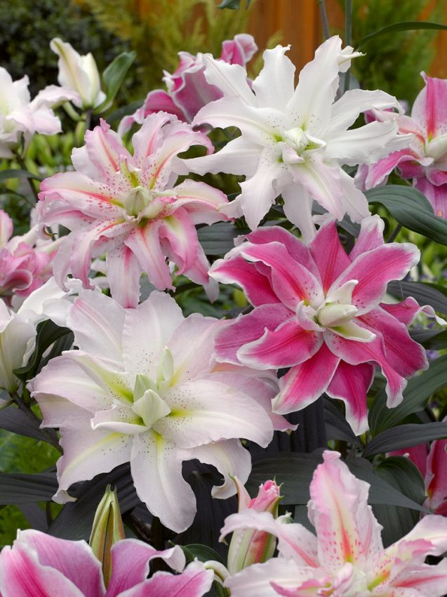 Lilien GefÜllte lilie mischung