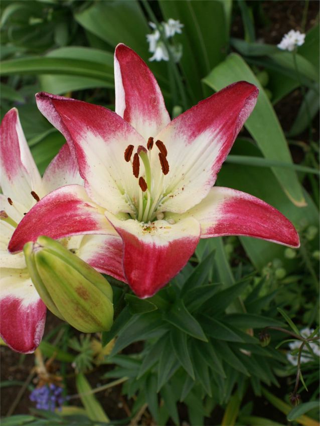 Lilien Lollypop