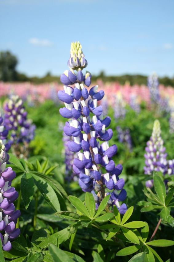 Lupinus 'The Governor' - Lupine, Wolfsbohne