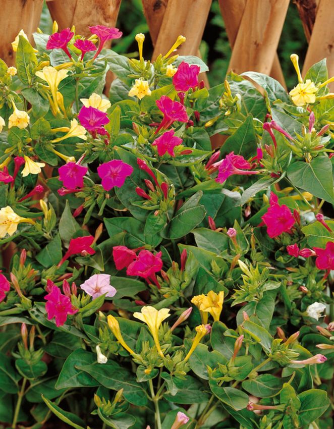 Stauden Mirabilis jalapa