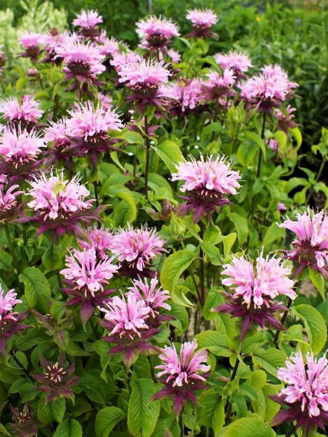 Monarda 'Beauty Of Cobham' - Indianernessel