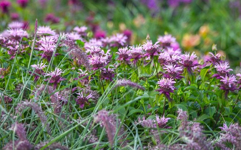 Monarda 'Beauty Of Cobham' - Indianernessel