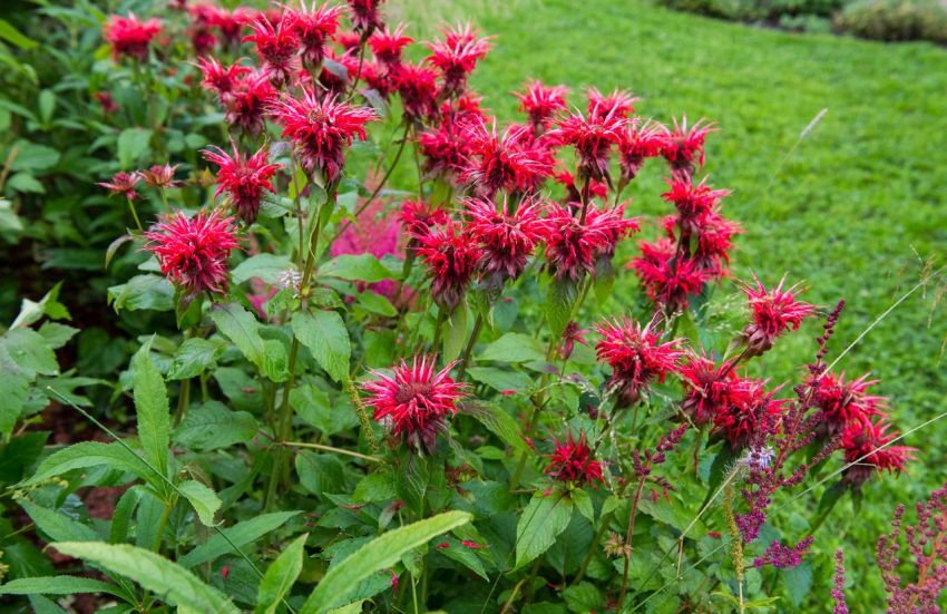 Monarda 'Cambridge Scarlet' - Indianernessel