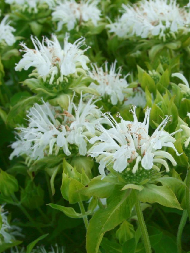 Indianernessel Monarda schneewittchen