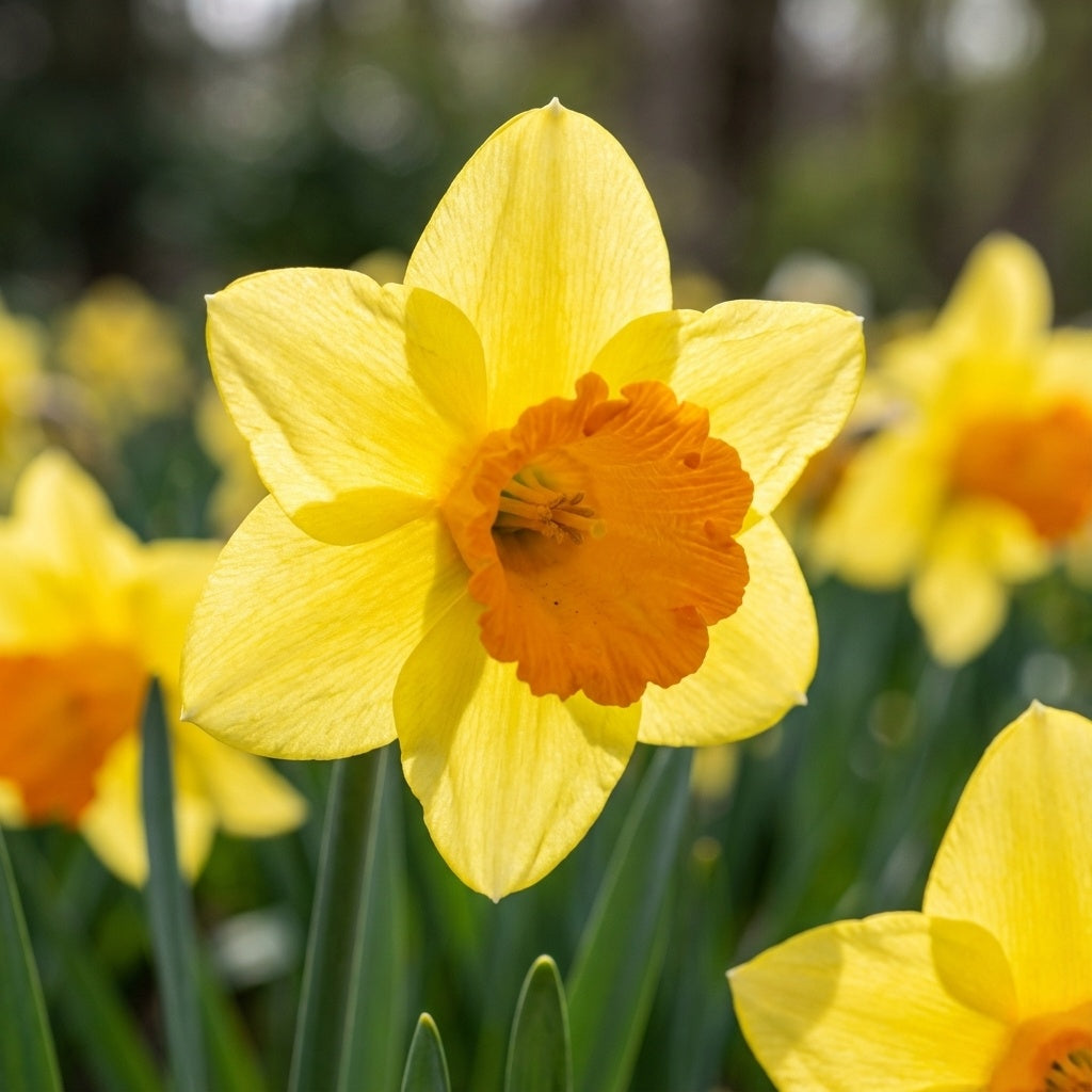 Narzisse 'Fortune' - 25 Stück