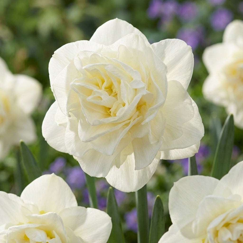 Narzisse 'Obdam' - 15 Stück