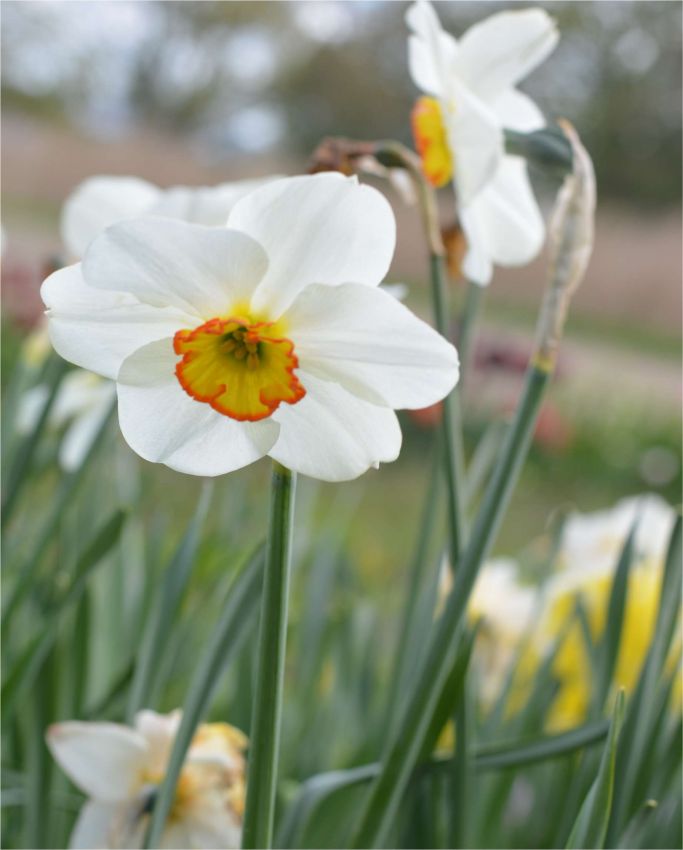 Narcissus 'Goose Green' - Narzisse