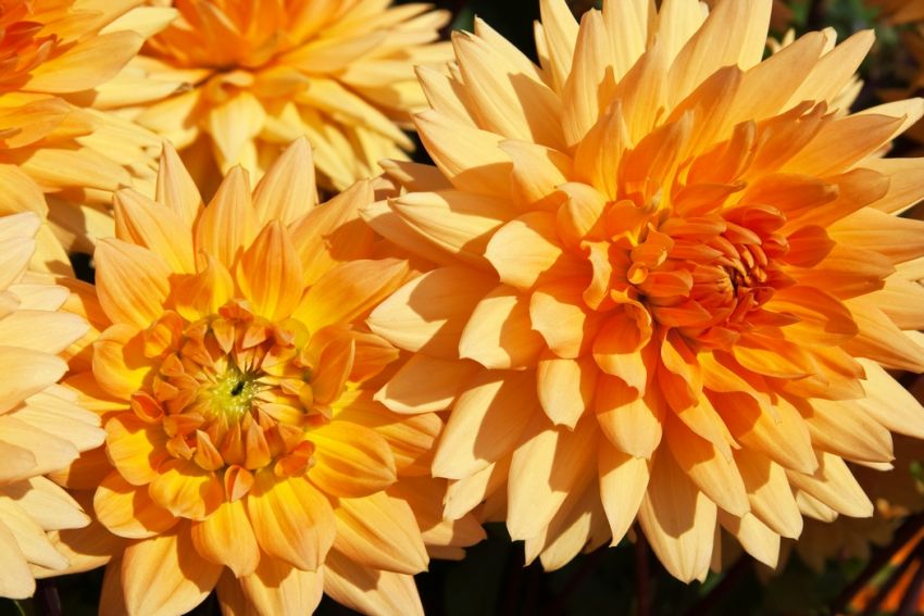 Dahlia 'Noordwijks Glorie' - Dahlie
