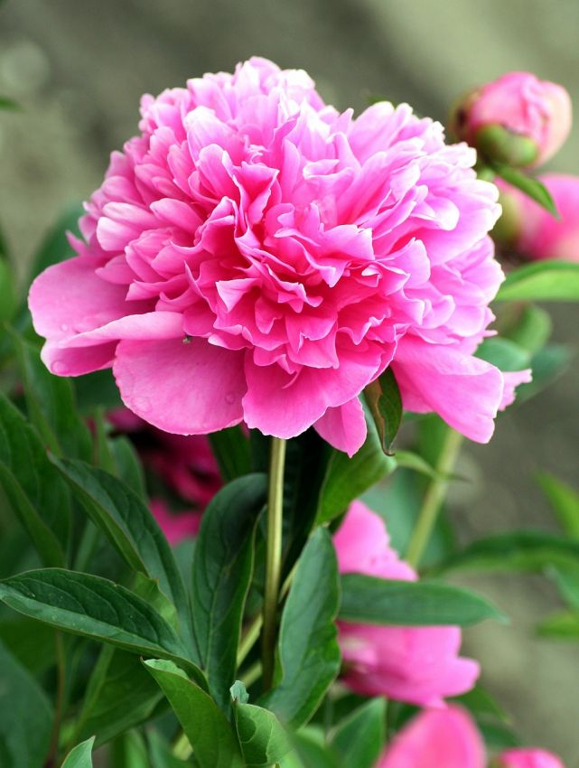 Paeonia 'Alexander Fleming' - Pfingstrose, Bauernrose