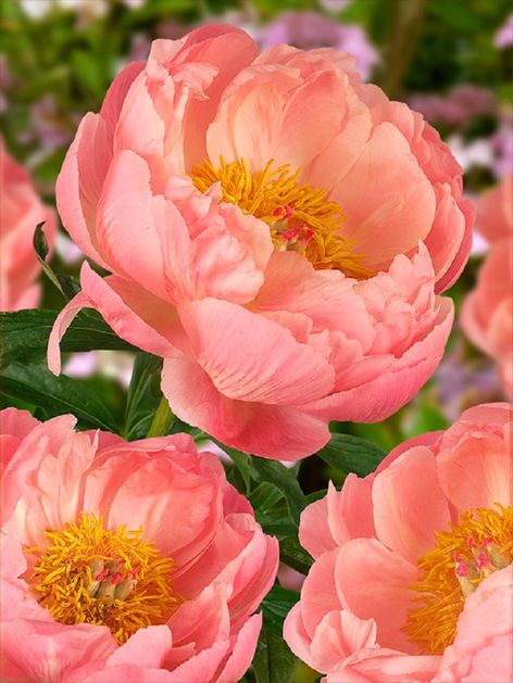 Pfingstrose Paeonia coral charm