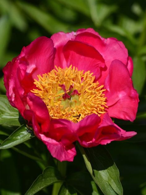 Pfingstrose Paeonia flame