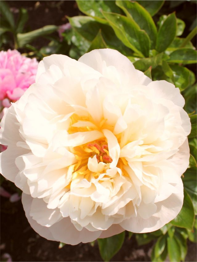 Pfingstrose Paeonia golden fleece
