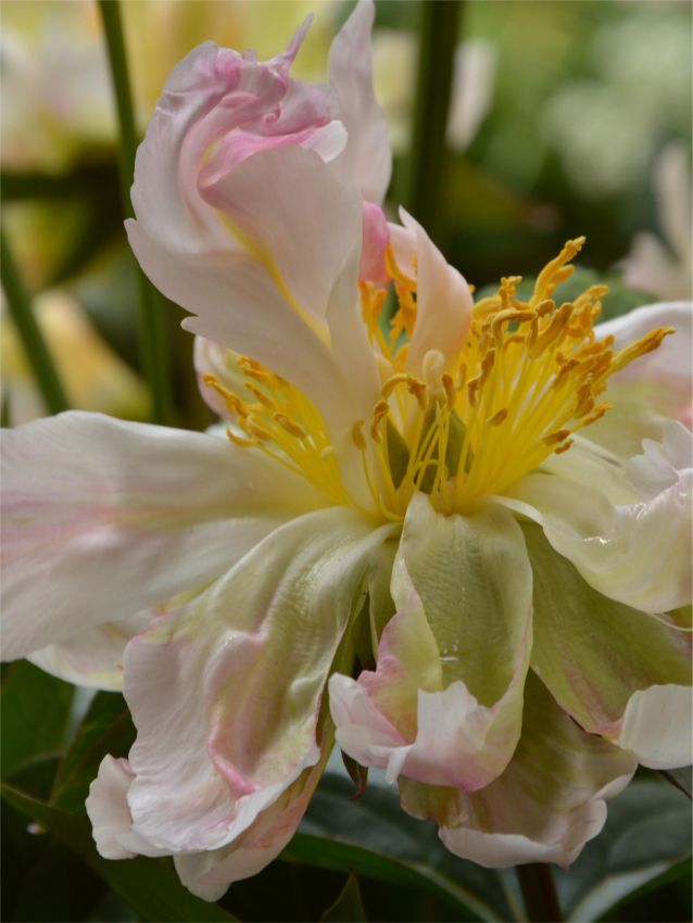 Pfingstrose Paeonia green lotus