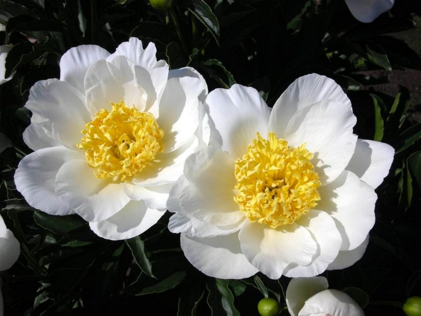 Paeonia 'Jan Van Leeuwen' - Pfingstrose, Bauernrose
