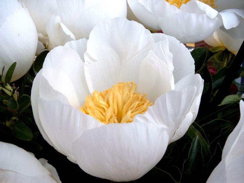 Paeonia 'Jan Van Leeuwen' - Pfingstrose, Bauernrose