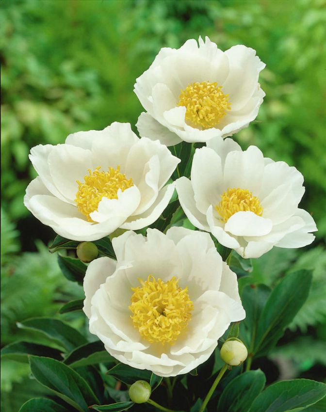 Pfingstrose Paeonia jan van leeuwen
