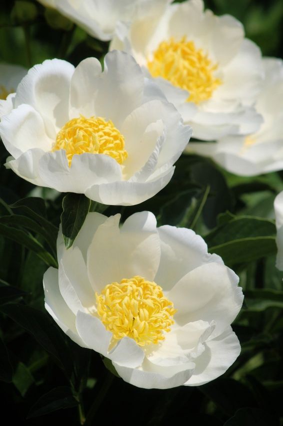 Paeonia 'Jan Van Leeuwen' - Pfingstrose, Bauernrose