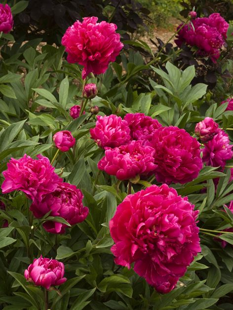 Paeonia 'Karl Rosenfield' - Pfingstrose, Bauernrose