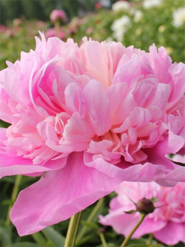 Pfingstrose Paeonia anima