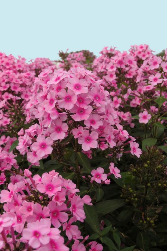 Flammenblume Phlox miss pepper paniculata
