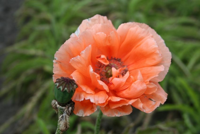 Mohn Papaver mrs perry orient.