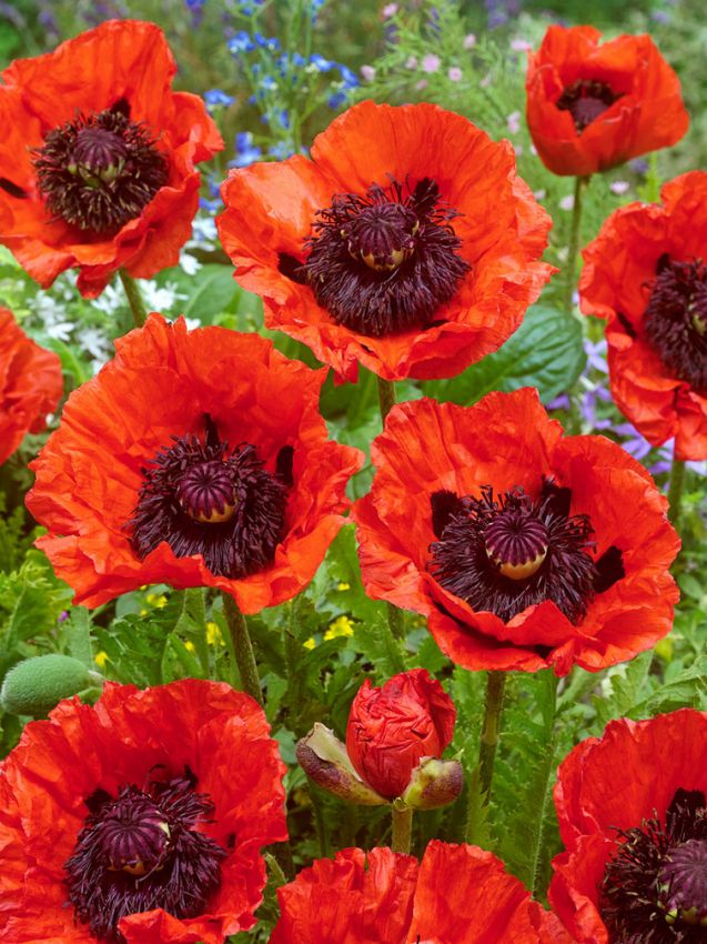 Papaver 'Turkenlouis Orientale' - Mohn, KlatschmohnPapa
