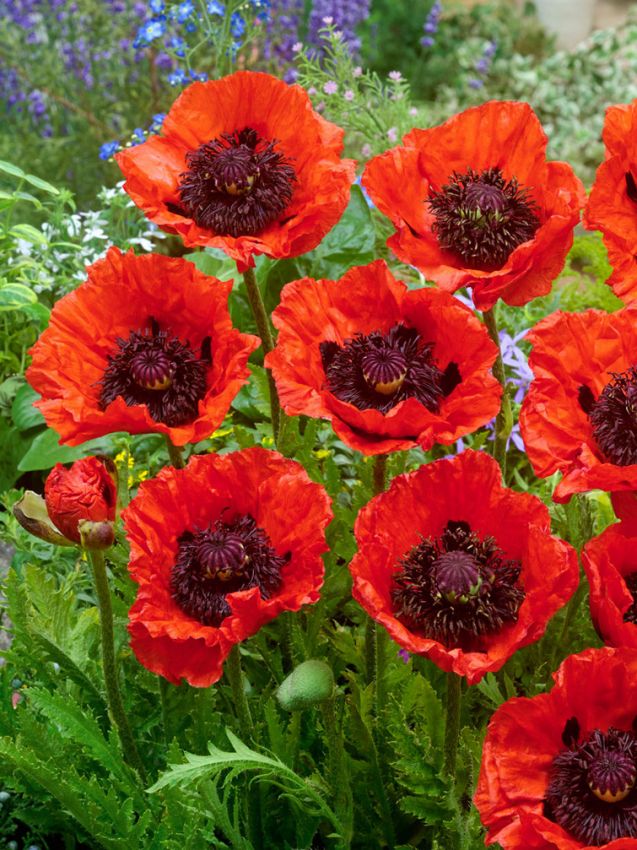 Papaver 'Turkenlouis Orientale' - Mohn, KlatschmohnPapa