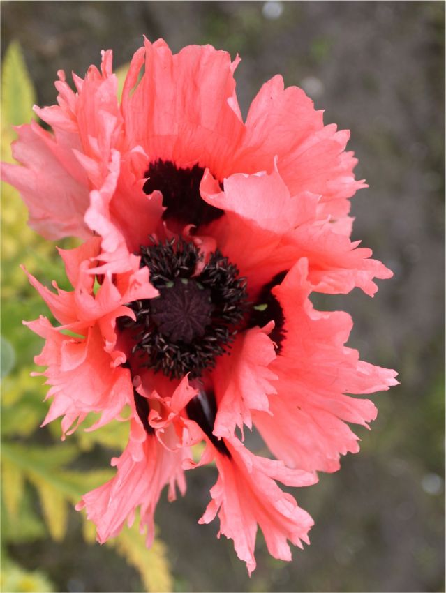 Mohn Papaver pink ruffles orient.