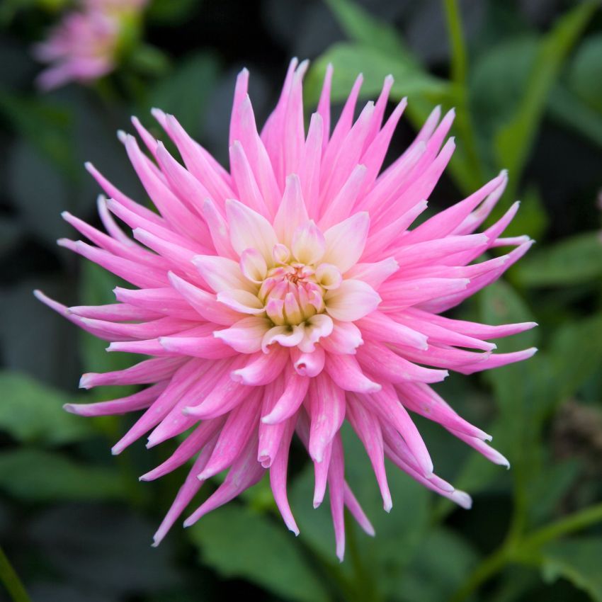 Dahlia 'Park Princess' - Dahlie