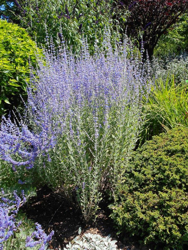 Stauden Perovskia blue steel atriplicifolia