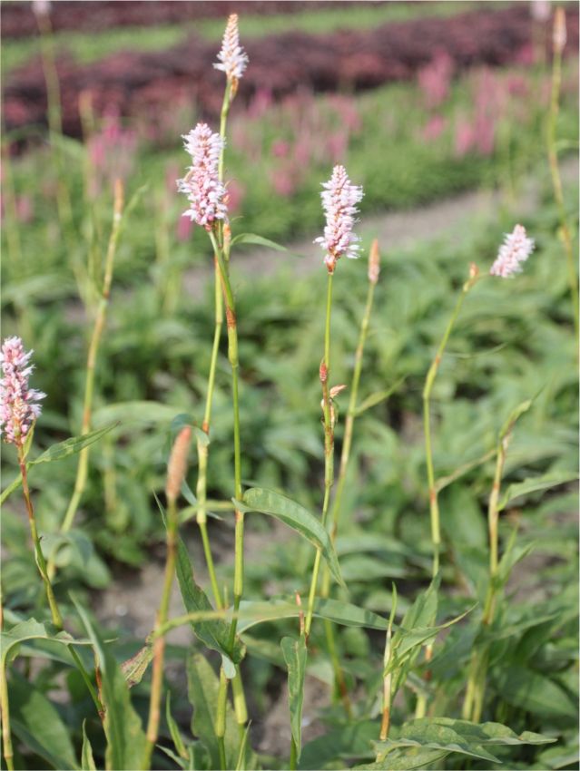 Stauden Persicaria superba bistorta