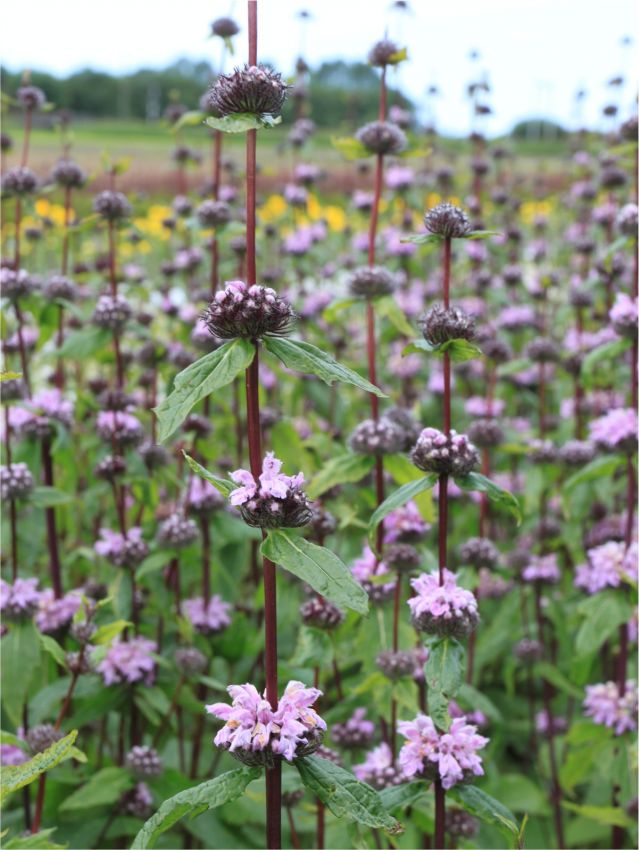 Stauden Phlomis amazone tuberosa