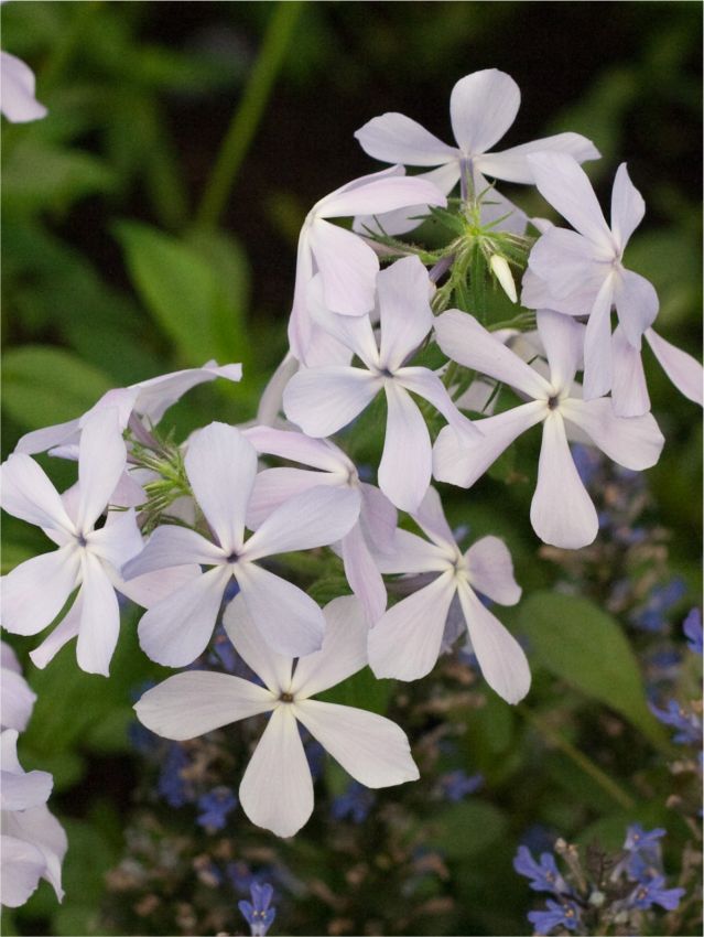 Flammenblume Phlox clouds of perfume divaricata