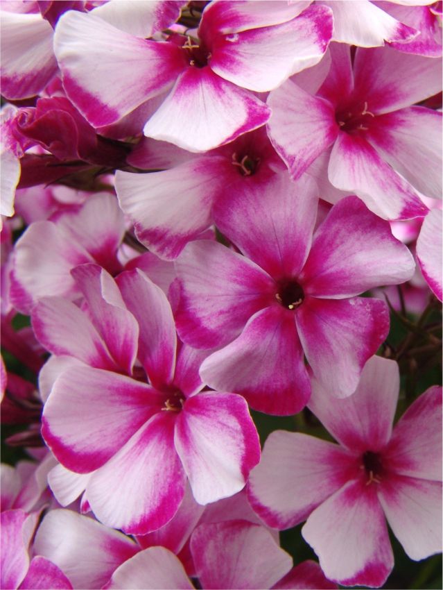 Flammenblume Phlox neon flare paniculata