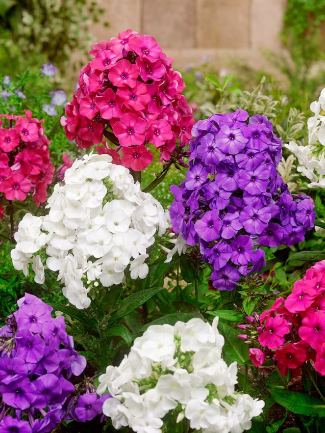 Flammenblume Phlox paniculata mischung