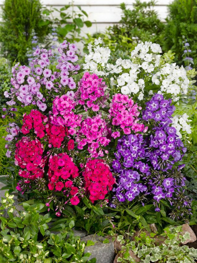Phlox 'Paniculata Mischung' - Flammenblume