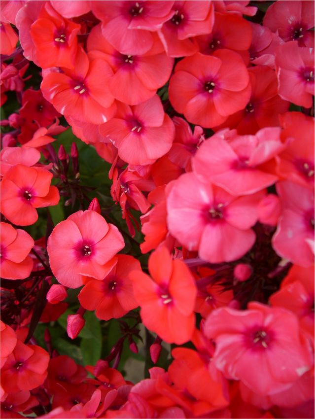 Flammenblume Phlox tequila sunrise paniculata