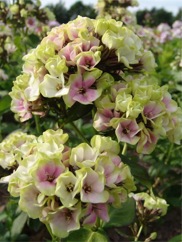 Flammenblume Phlox neon sherbet blend paniculata