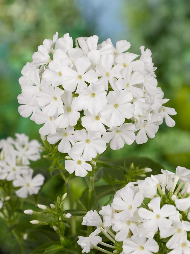 Flammenblume Phlox white admiral