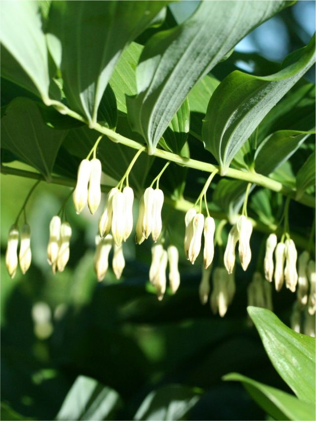 Stauden Polygonatum biflorum