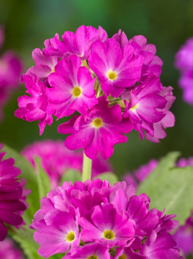 Stauden Primula denticulata pink