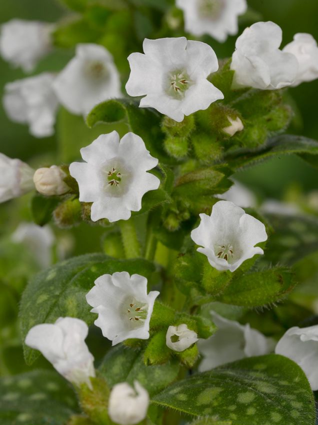 Stauden Pulmonaria sissinghurst white officinalis