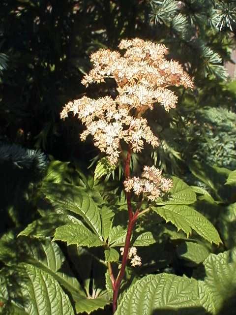 Stauden Rodgersia pinnata