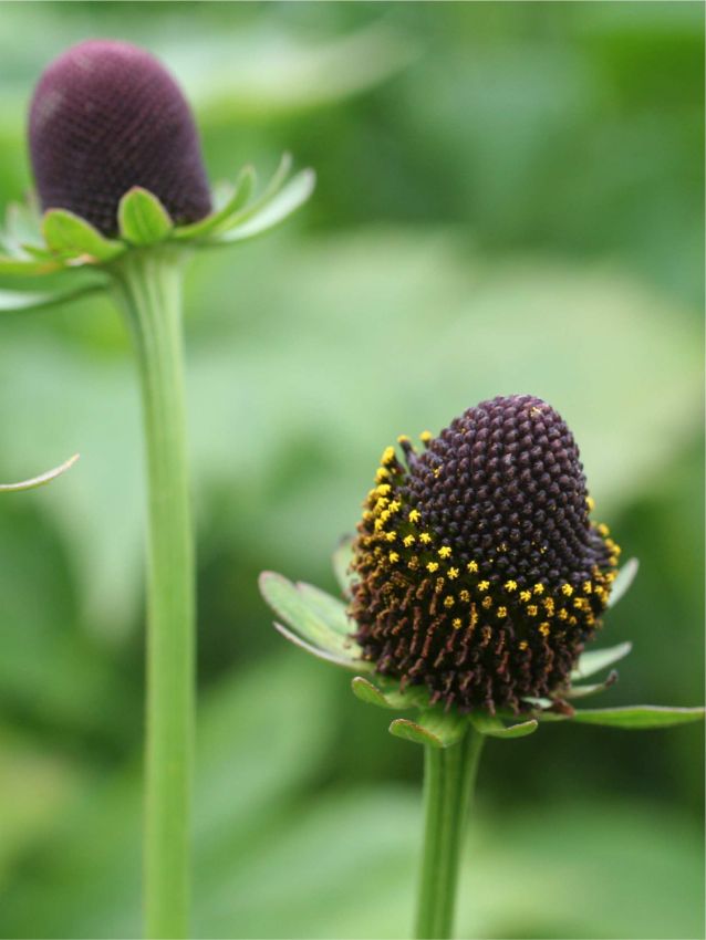 Sonnenhut Rudbeckia green wizard occidentalis