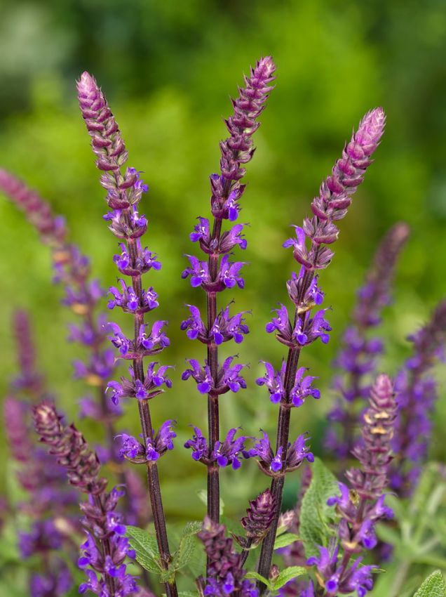 Salbei Salvia nemorosa caradonna