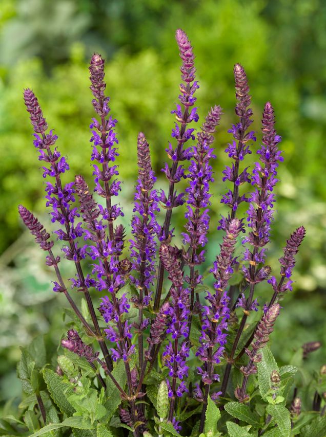 Salvia 'Nemorosa Caradonna' - Salbei